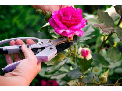 Як вибрати ідеальний секатор для догляду за трояндами