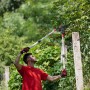 Фото №7 - Сучкоріз садовий для обрізання гілок з храповим механізмом, з телескопічними ручками 700-1030 мм INTERTOOL FT-1118